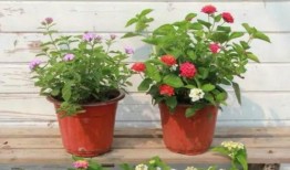 天文漫游爆料最新消息视频,宇宙奥秘一探究竟